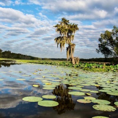 All Things Louisiana 🇺🇸🐊🦞🦀🦐🎣🐟🦅🦉🦃🦌🐗🐇🐿️🦆🌲🍲☕️🏞️⛴️ 🎶🎸🎉🐅⚜️