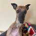 whippet77 (@whippet77231385) Twitter profile photo whippet77 (@whippet77231385) Twitter profile photo