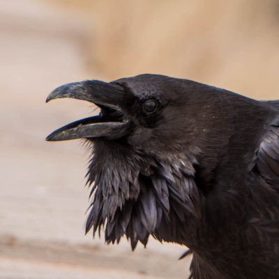 The Crow Knows but obviously cant give financial advice. just a bird.