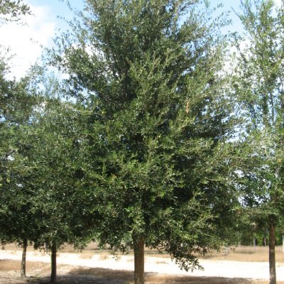Sales Rep For Shady Grove Plantation & Nursery
