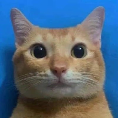 Student,
Engineer Developer Software🧑💻,
Pokemon enjoyer ♥️,
Cat lover 🐱,
LoL player :c