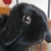 Lauren Hinrichsen (@lrtle23) Twitter profile photo