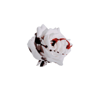  𝓼𝐧𝐨𝐰. (@c0rl0lanus) 's Twitter Profile