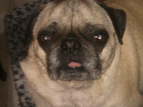 pjmugs's profile picture. Pug mama
