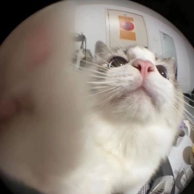 chilaquilred's profile picture. Aka: willy