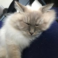 CSR (@c43s4r_ow) 's Twitter Profile