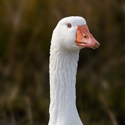 freq_anserine's profile picture. the silliest of gooses ✨ 32 ✨why✨