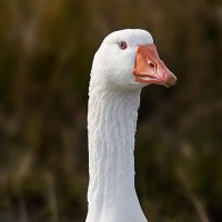 frequently anserine (@freq_anserine) 's Twitter Profile