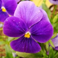 Jo-Anne Pollock (@pollock1953jo) 's Twitter Profile Photo Jo-Anne Pollock (@pollock1953jo) 's Twitter Profile Photo