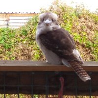 kilope (@peternyberg52) 's Twitter Profile