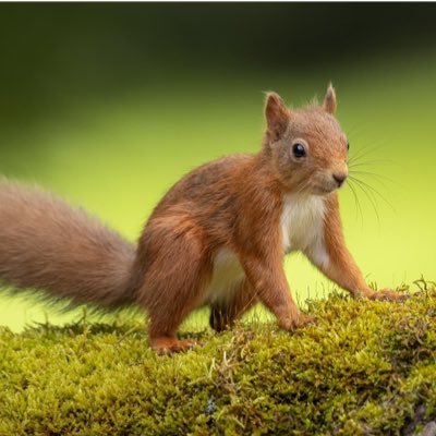 Squirrel house survivor.