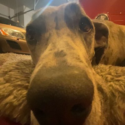 canawrites's profile picture. 