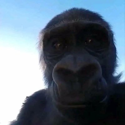 LaConjoncture's profile picture. Crypto friand🍬🍭🍫