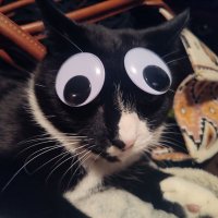 The Catman Who Lols 🌵🥒🐾 🇺🇸 Beep/Bop/Boop (@comic_old) 's Twitter Profile Photo