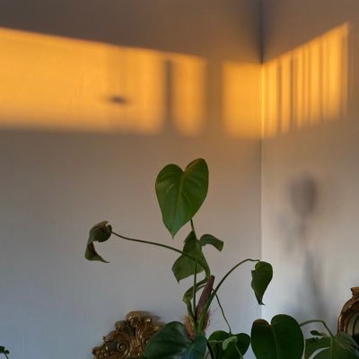 stillpharrell's profile picture. fortune’s fool 🧸