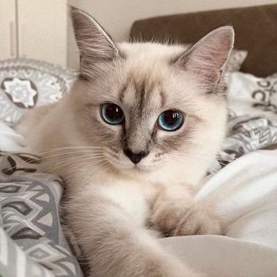 xaem0564's profile picture. ไม่อนุญาตให้นำรูปไปใช้ ไม่รับโปรโมทพนันทุกชนิด 〻｡‧˚ʚ˚₊˚ 🐰ྀི ⋆୨˚ 〻เอ็นดูซัพพอร์ตขอ ǫʀ ส่งนมฉวยๆ คุยแค่คนซัพ ｡⋆🌻