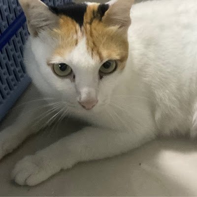 PhimolpatT's profile picture. 