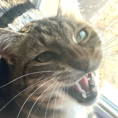 girlshuutuup's profile picture. they/them || 22 ||