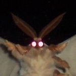 🏳️‍⚧️ the (actual) mothman 🏳️‍🌈(@thebestmothman) 's Twitter Profile Photo
