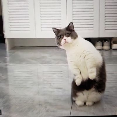 dialogcat's profile picture.