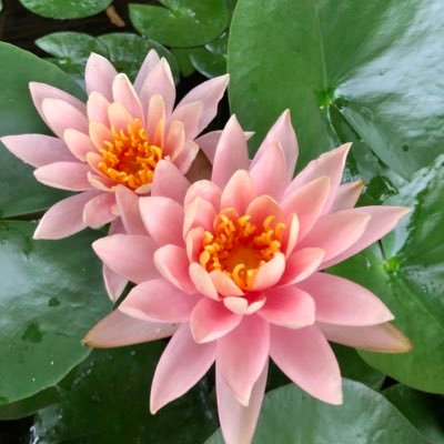 shima_mimi's profile picture. Genshin Impact and Honkai: Star Rail player~