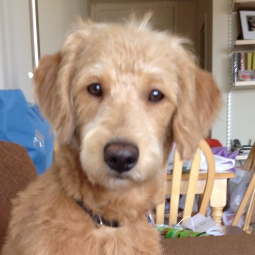 Oscar_Starr's profile picture. Oscar is a mini/med Labradoodle born in Southern Illinois and sporting NYC life!
