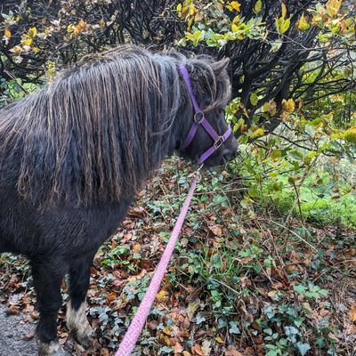 Promoting the ponies value both as wild and domestic. Registered Charity 1188454