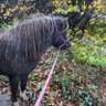 Hill_Pony4's profile picture. Promoting the ponies value both as wild and domestic. Registered Charity 1188454