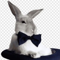 Tavşan (@iznunle) 's Twitter Profile