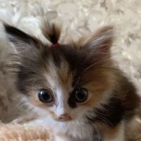 Cat Enjoyer (@chorbinbleu) 's Twitter Profile