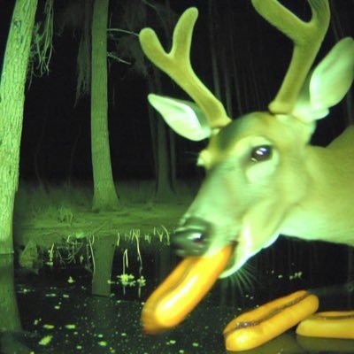 TheLindyboi's profile picture. the man, the myth, the meme