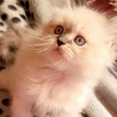 Meow1141689's profile picture. 