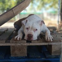 El Buen Amigo (@protebuenamigo) 's Twitter Profile