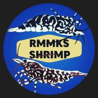 Rmmks(リームス) (@rmmks_shrimp) 's Twitter Profile Photo Rmmks(リームス) (@rmmks_shrimp) 's Twitter Profile Photo