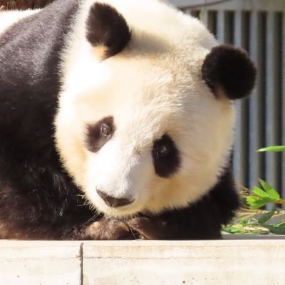 動物達が好きです💕 王子動物園のパンダ
タンタン💕が大好きです💞(タンタン💕観覧中止中)
夢は全国の動物園を巡りたいです！
動物達に癒されています♪宜しくお願いします♪
