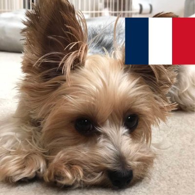 アラフィフです。2023年から🇫🇷学習開始。今は、🇫🇷🇷🇺🇩🇪🇪🇸🇮🇱🇬🇷学習中です。
【合格済】
仏検 準2級, 露検 4級, 独検 4級
【予定・検討中】
'25/12 独検3級、'25/12 西検5,6級
(2025/07/31 更新)