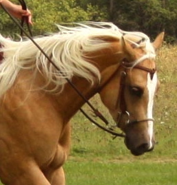 junowind's profile picture. Quarter Horse