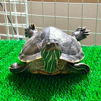 カメの田中さん🐢と🌵🪴🌾❄️🌈