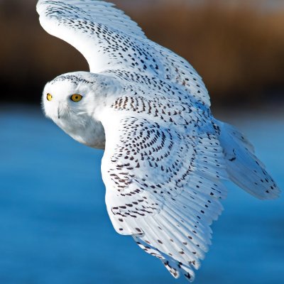 boson_the's profile picture. 🤖XXMX