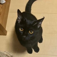 Yoshiyuki KUDO (@yoshiyukikudo) 's Twitter Profile
