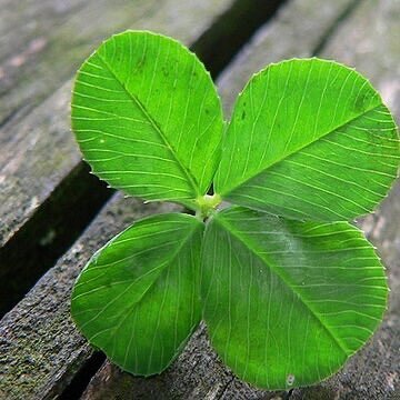 Fondoper's profile picture. Individual investor / Own opinions / 💛🖤