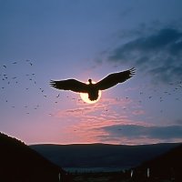 Moon Goose (@moongoosecult) 's Twitter Profile