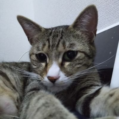 28歳/超絶人見知り&コミュ障/ライトオタク/🌈🕒️/⚖️/🔫/ストグラ/無馬かな/🐔🍗/TRPG/CoC/刀剣乱舞復帰勢/色んなアニメ浅く広く/古の夢女子/夢小説書いてるけどガチで更新かたつむり