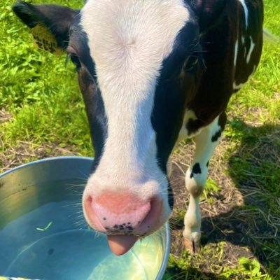とにもかくにも牛が好き🐮 猫が好き🐱人が好き💕新規就農3年目。札幌出身。家庭菜園初心者🔰#酪農 #ミックス牧場