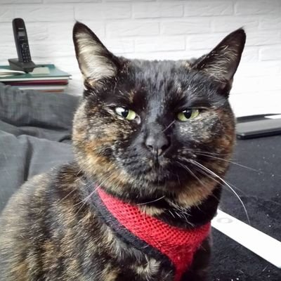 dikkiedekat Profile Picture