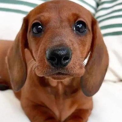 Welcome to #dachshundheaven64 lover page.. If you are a #dachshund heaven lover, follow us.This page is dedicated for all dachshund heaven64 lovers and owners.