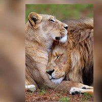 Muhammadu🦁 (@da_deen_) 's Twitter Profile