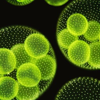 A biostimulant seed treatment company utilizing the power of micro algae to supercharge soil biology.