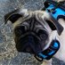 Nelson (@partyingpug) Twitter profile photo