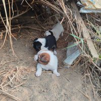 KANHAIYA KUMAR (@fuckerhubc) 's Twitter Profile Photo